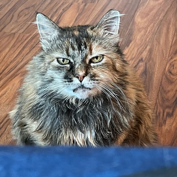 Meet your Posher, Bridget - Picture 3 of 5